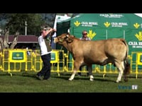 Hembras secas de 5 a 7 años