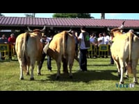 Hembras secas de 9 años en adelante