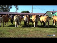 Campeonato de vaca seca, joven y adulta