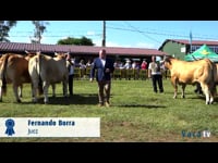 Campeonato de vacas secas