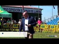 Campeonato de vaca joven y adulta