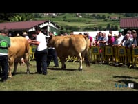 Mejor lote de establo de 4 animales