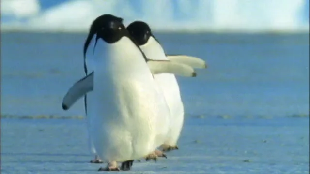 A Waddle of Penguins T3 Wazee