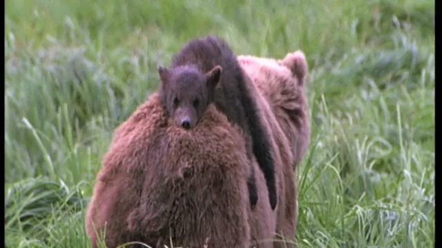 Grizzly Bear  National Wildlife Federation