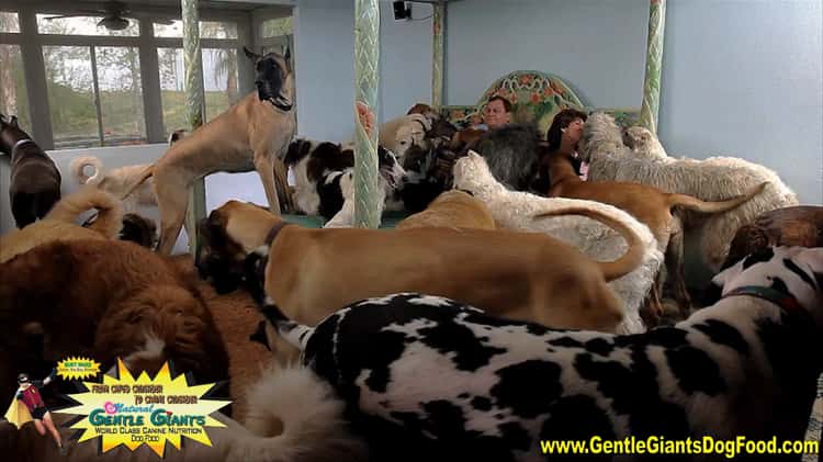 Gentle giants canine clearance nutrition