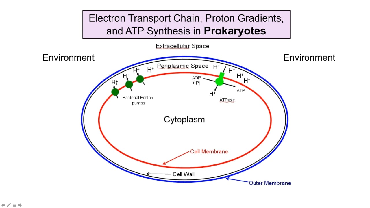ATP Synthesis in Prokaryotes on Vimeo