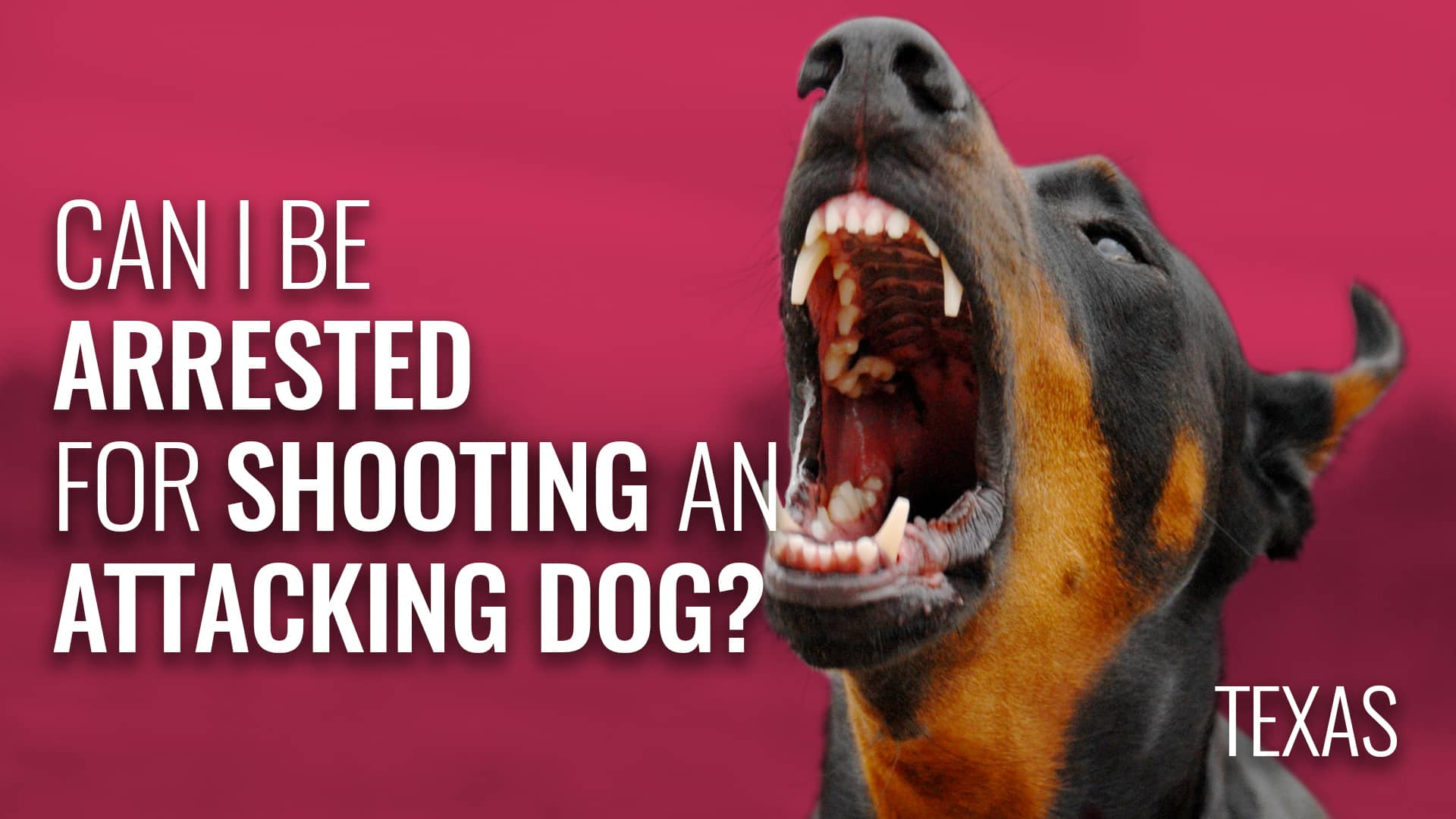Can I Be Arrested for Shooting an Attacking Dog? | Texas on Vimeo