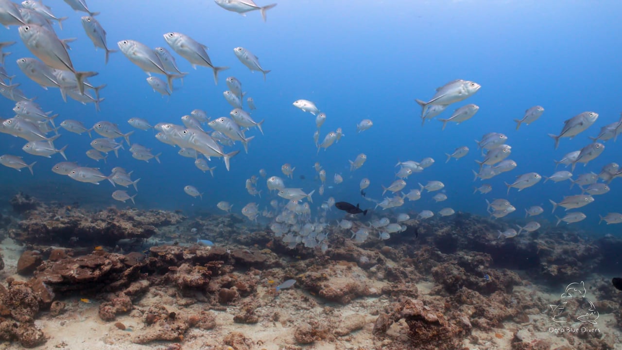Deep Blue Divers | August Highlights 2018