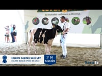 Terneras de 6 a 9 meses