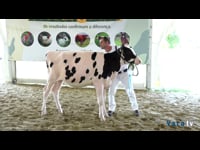 Terneras de 10 a 12 meses