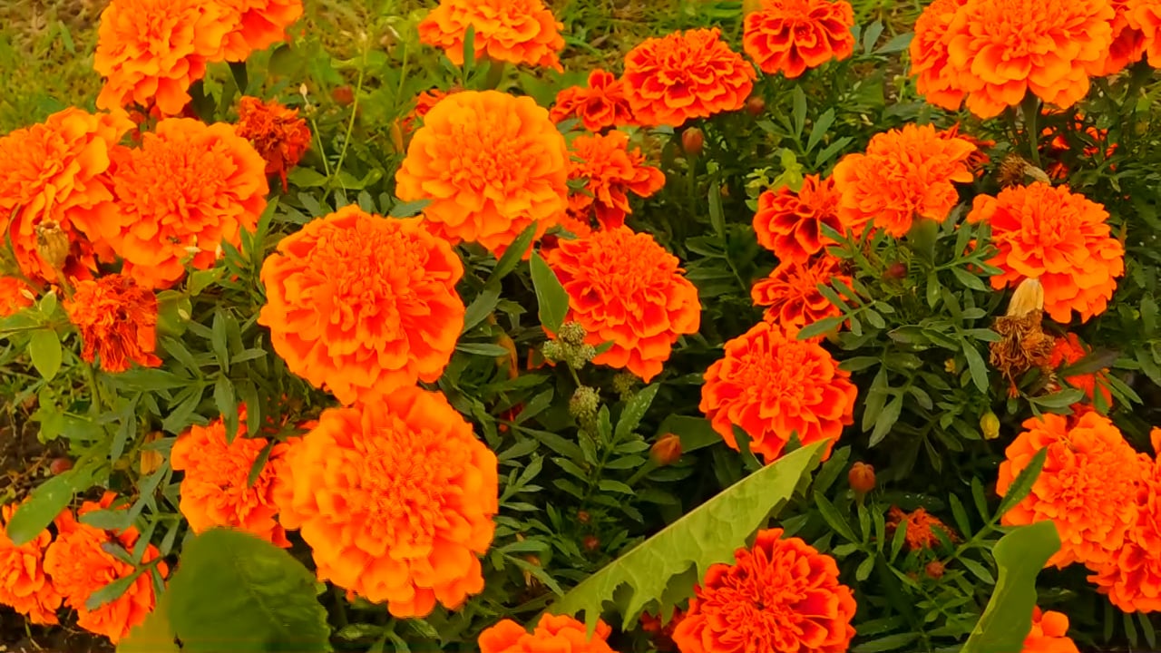 Marigold