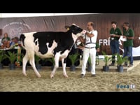 Novillas de 23 a 27 meses