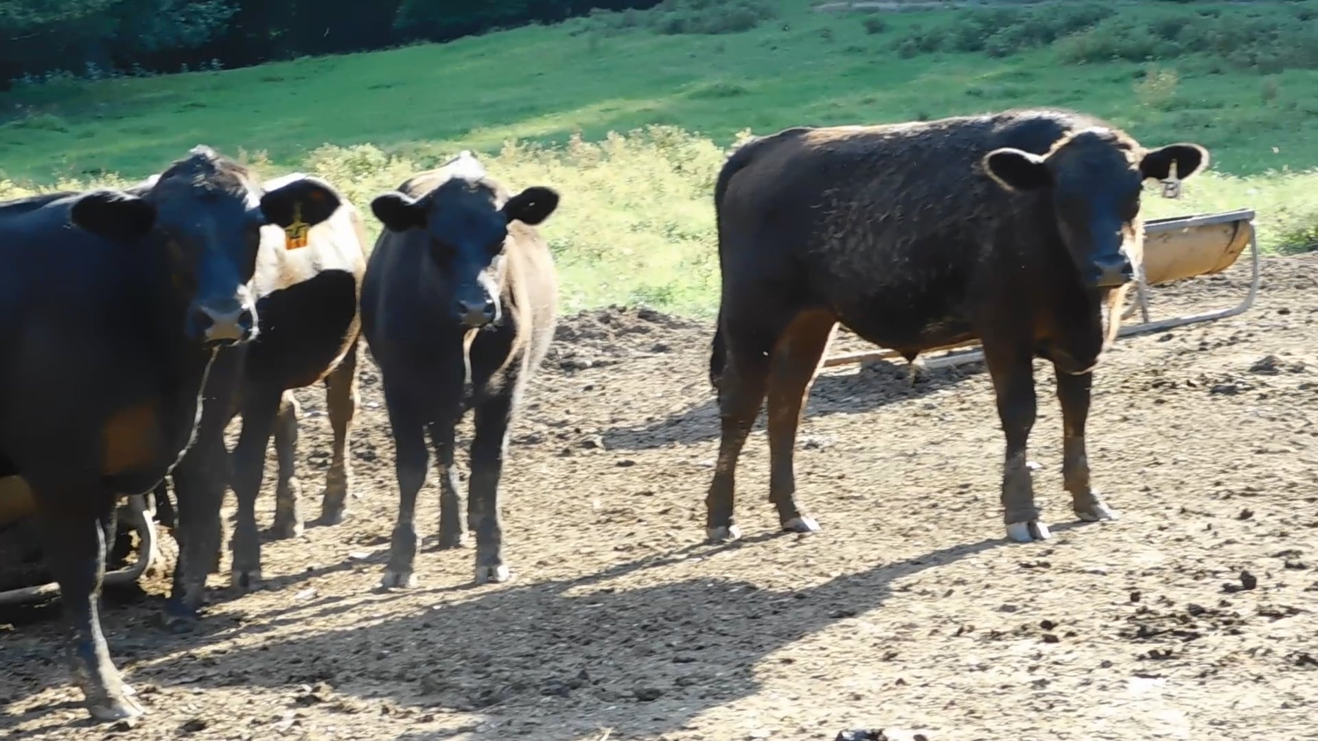 Hodge Livestock Network September 2018 Sale Addon Lot Parker Farms on