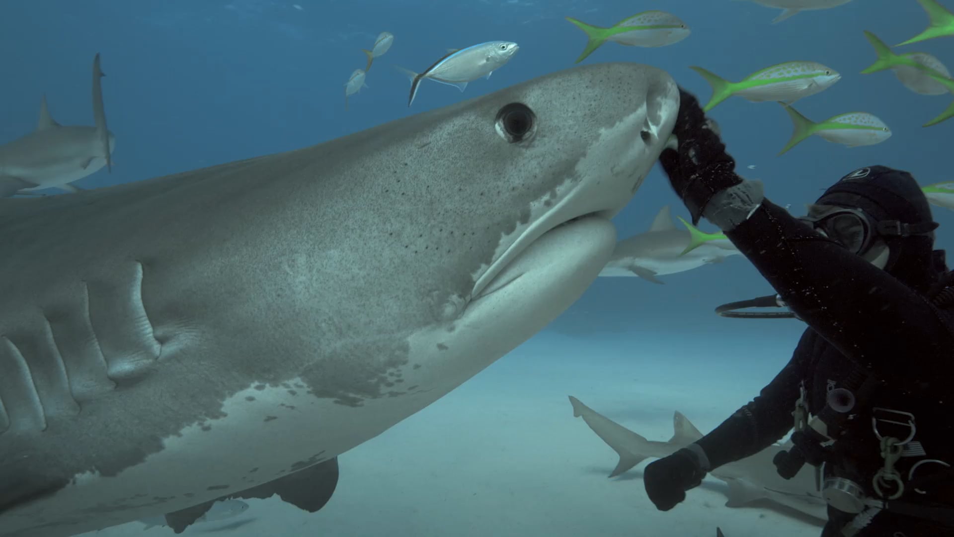 Shark + Human interactions goes viral on Vimeo