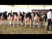 Vacas de 30 a 36 meses