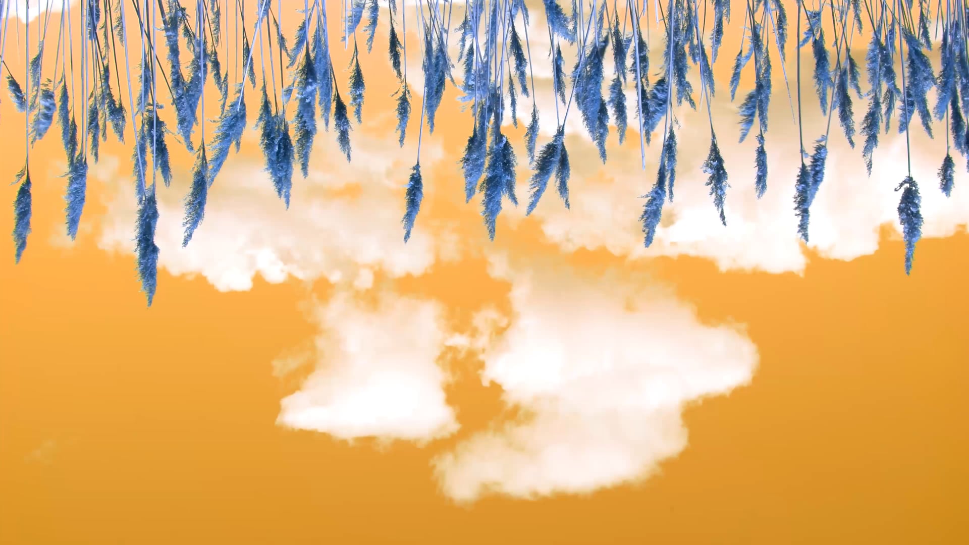 Japanese Ceremonial Tea - Visuals