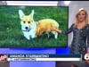 Amanda Starrantino, Live: Animal Abuse Laws Tough?