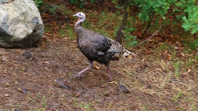 Wild Turkeys and Poults - Exploring our Garden