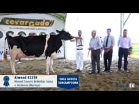 Vaca adulta campeona