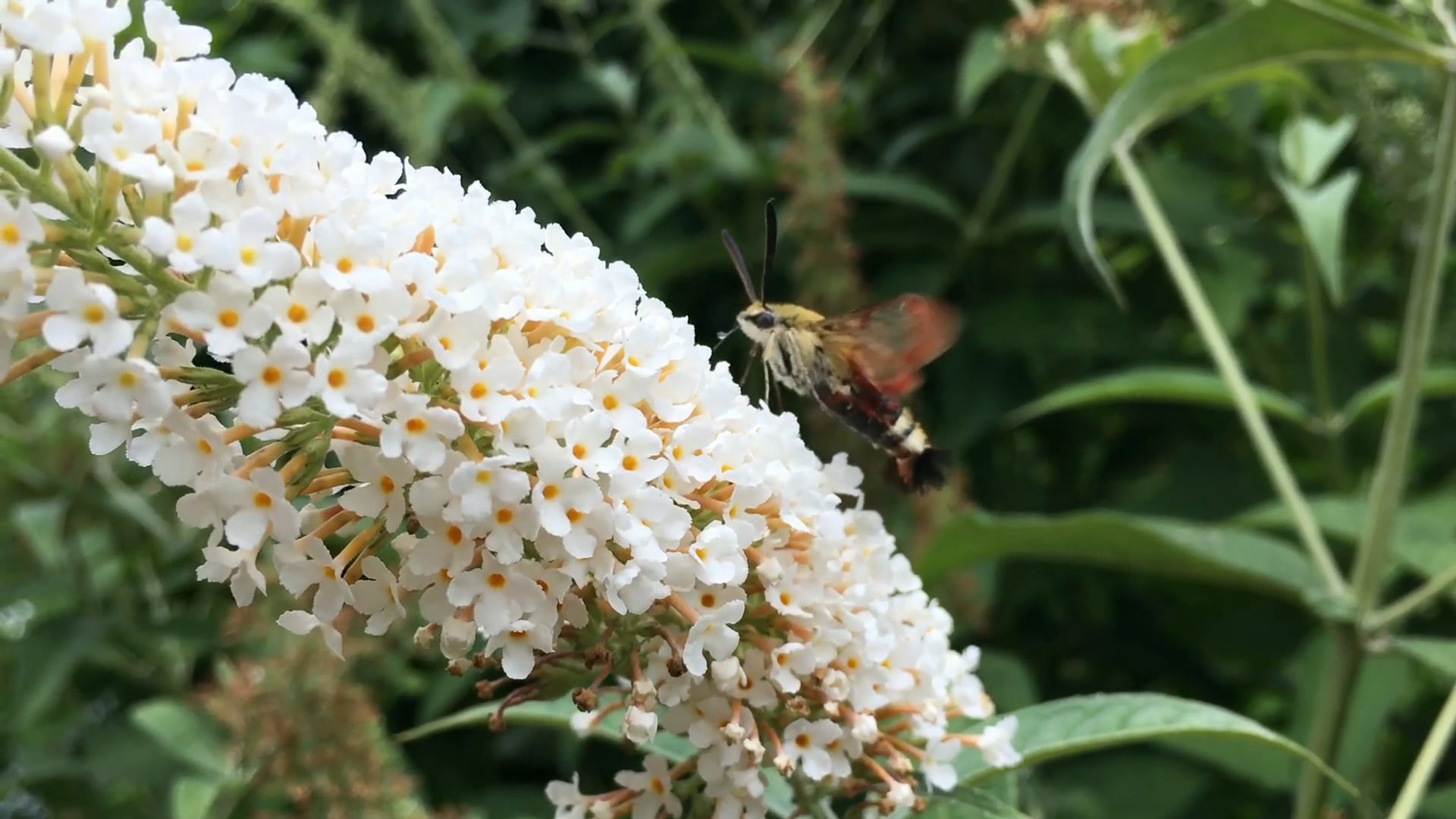 Cinehaiku #4 - I Wish We Kept The Cat