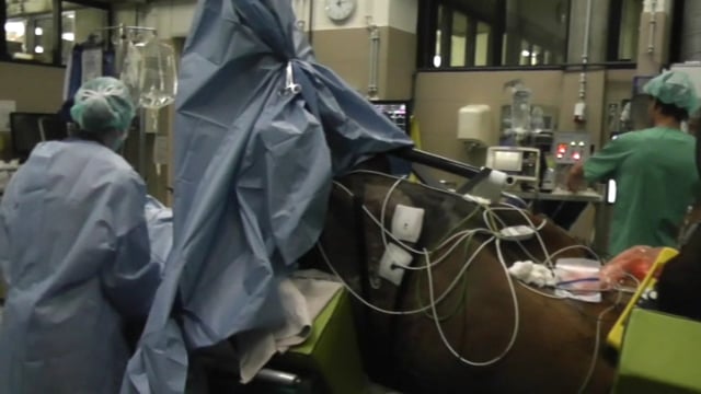First Cardiac Ablation in a Horse Successful