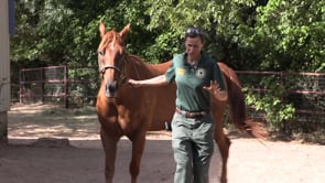 New Park Ranger Horse