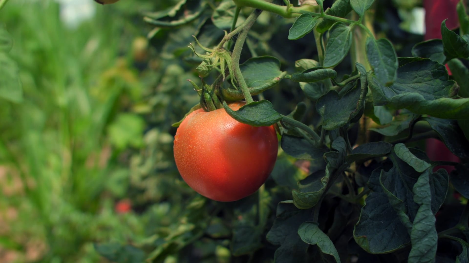 Zareba: Tomato vs. Groundhog