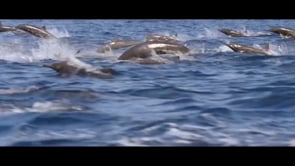Terror clàssic a la pantalla gran