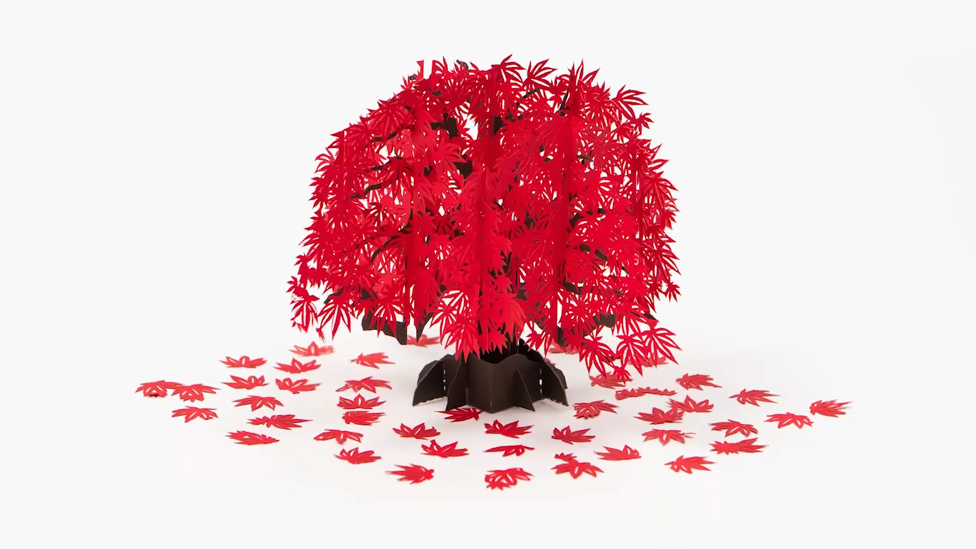 Lovepop Japanese Maple