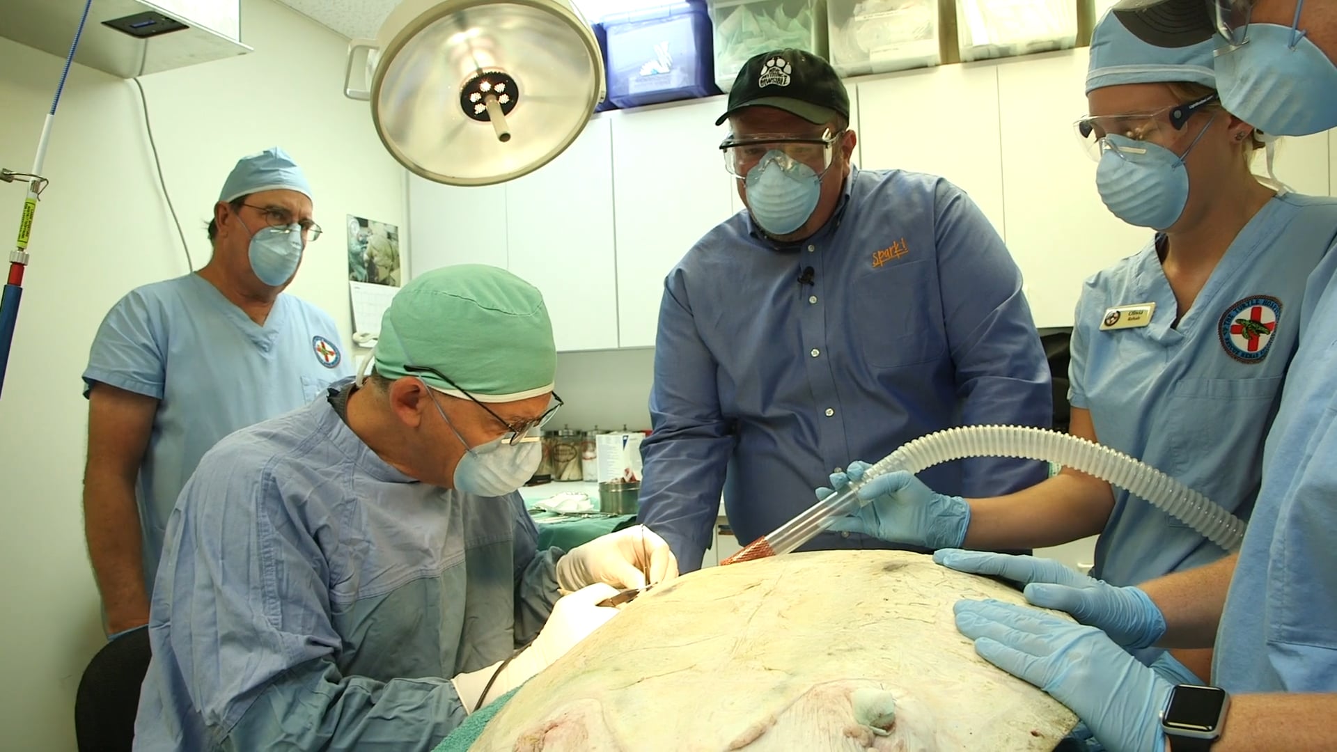 Saving the Sea Turtles with Veterinarian Dr. Mader