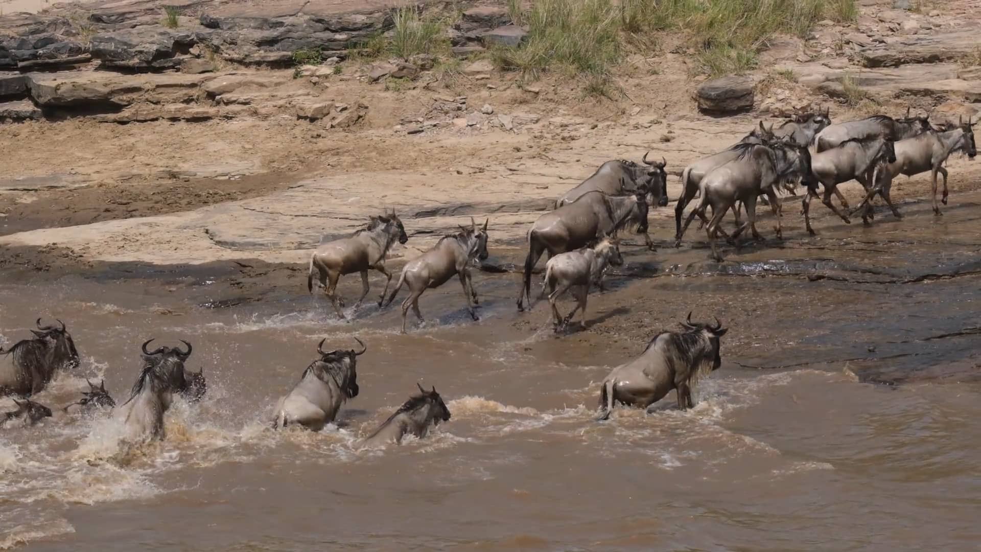 masai mara on Vimeo