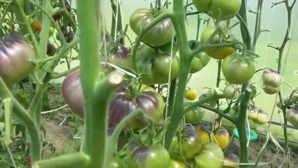 Cuanto tiempo hay que dejar secar las semillas de tomate