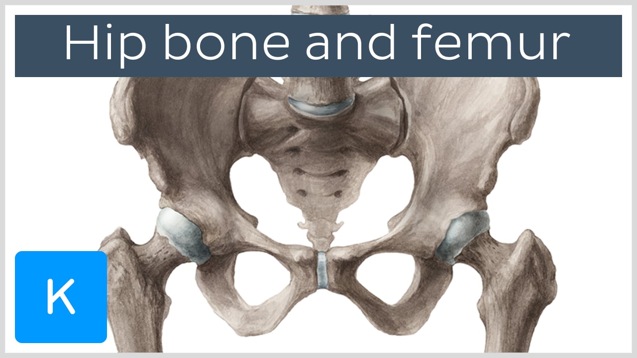 pelvis labeled