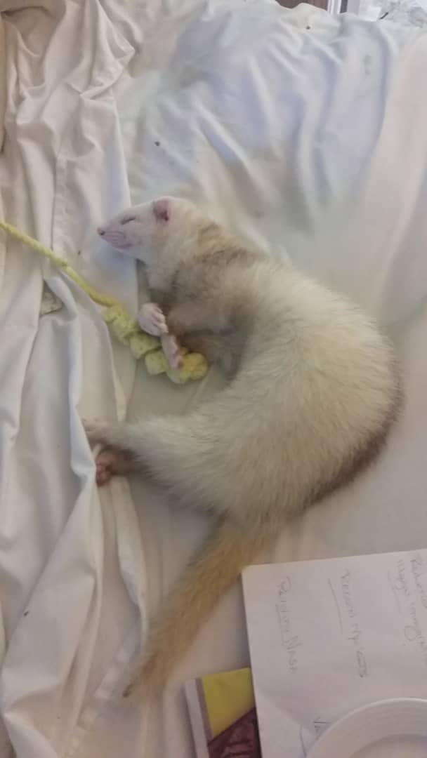 Wynstan Ferret sleeps the DFS (dead ferret sleep) on Vimeo