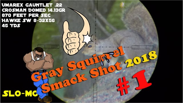 Gray Squirrel Smackshot #1 of 2018
