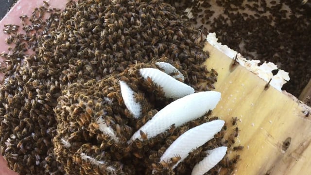 Caloundra 20,000 BEES UNDER THE DECK