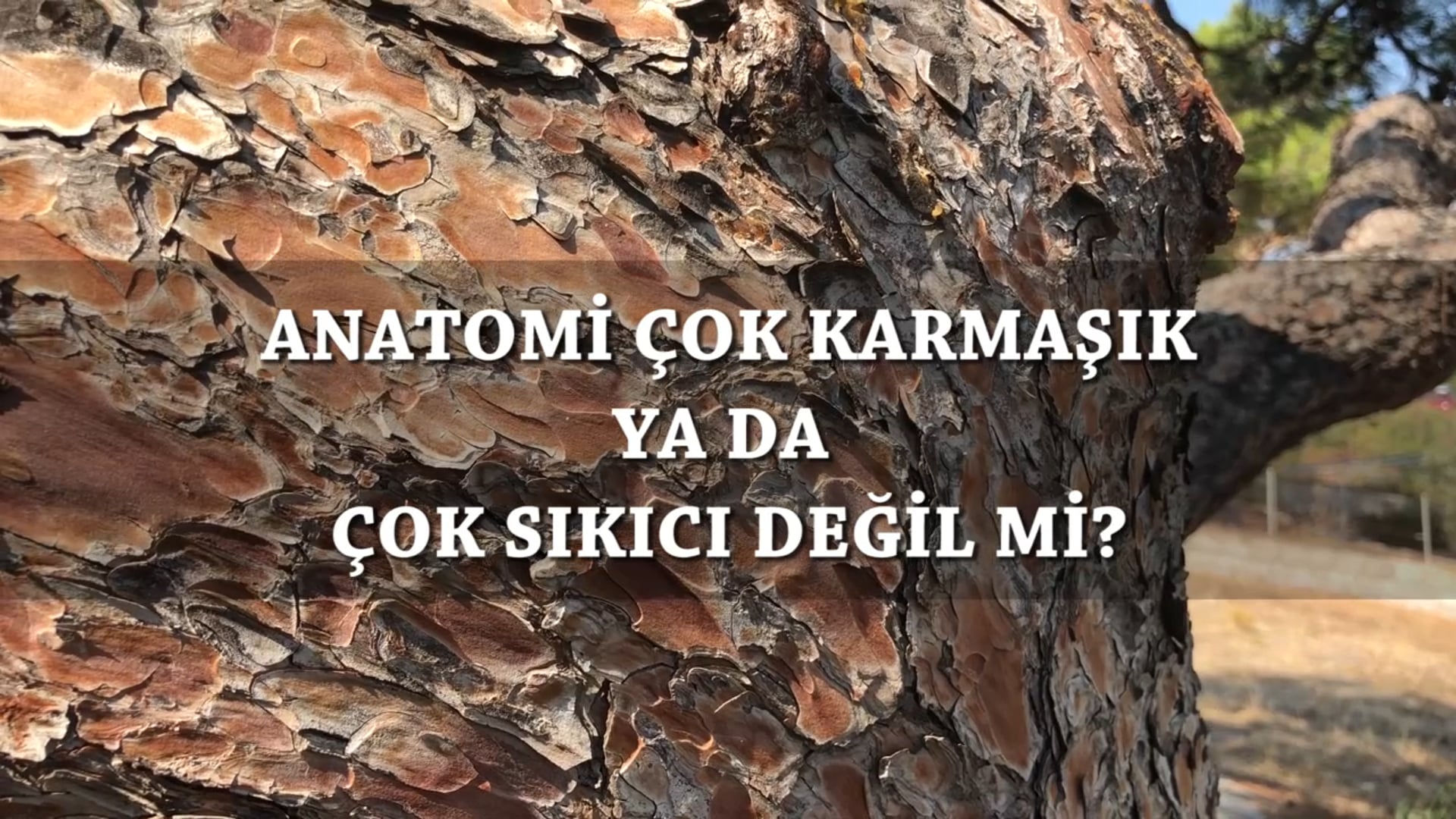 Kim Korkar Anatomiden