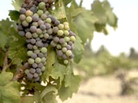 Zinfandel Stories: Southern California and Other Regions