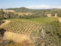 Zinfandel Stories: Series Overview