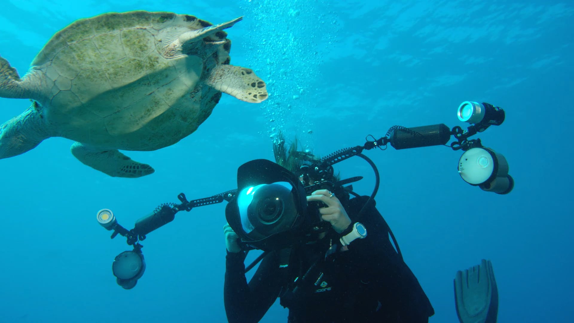 4K Sea Turtles Diver photographing sea turtle underwater 6K on Vimeo