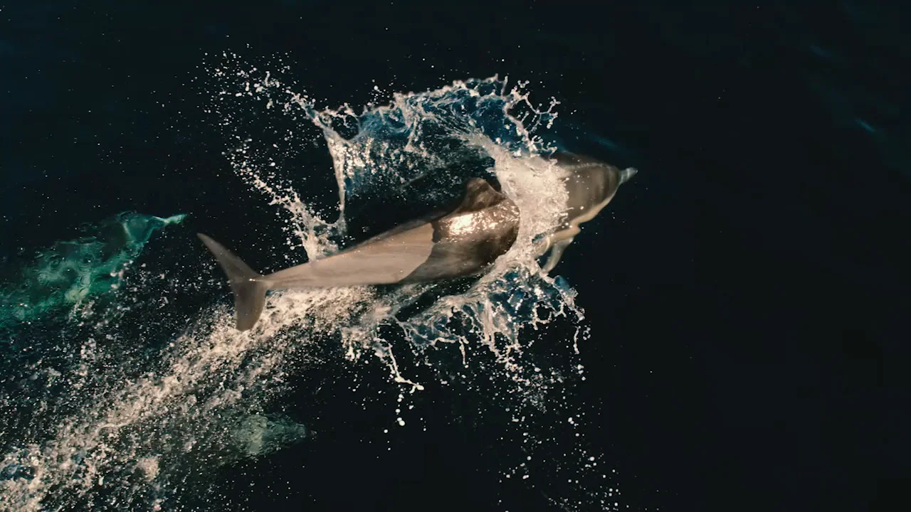Being Dolphin 4D Survey Viewing - Being Dolphin 4D on Vimeo