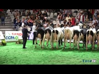 Vacas de segunda lactación (IV)