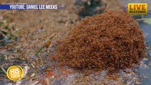 Fire Ants Create Rafts to Survive Hurricane Flooding