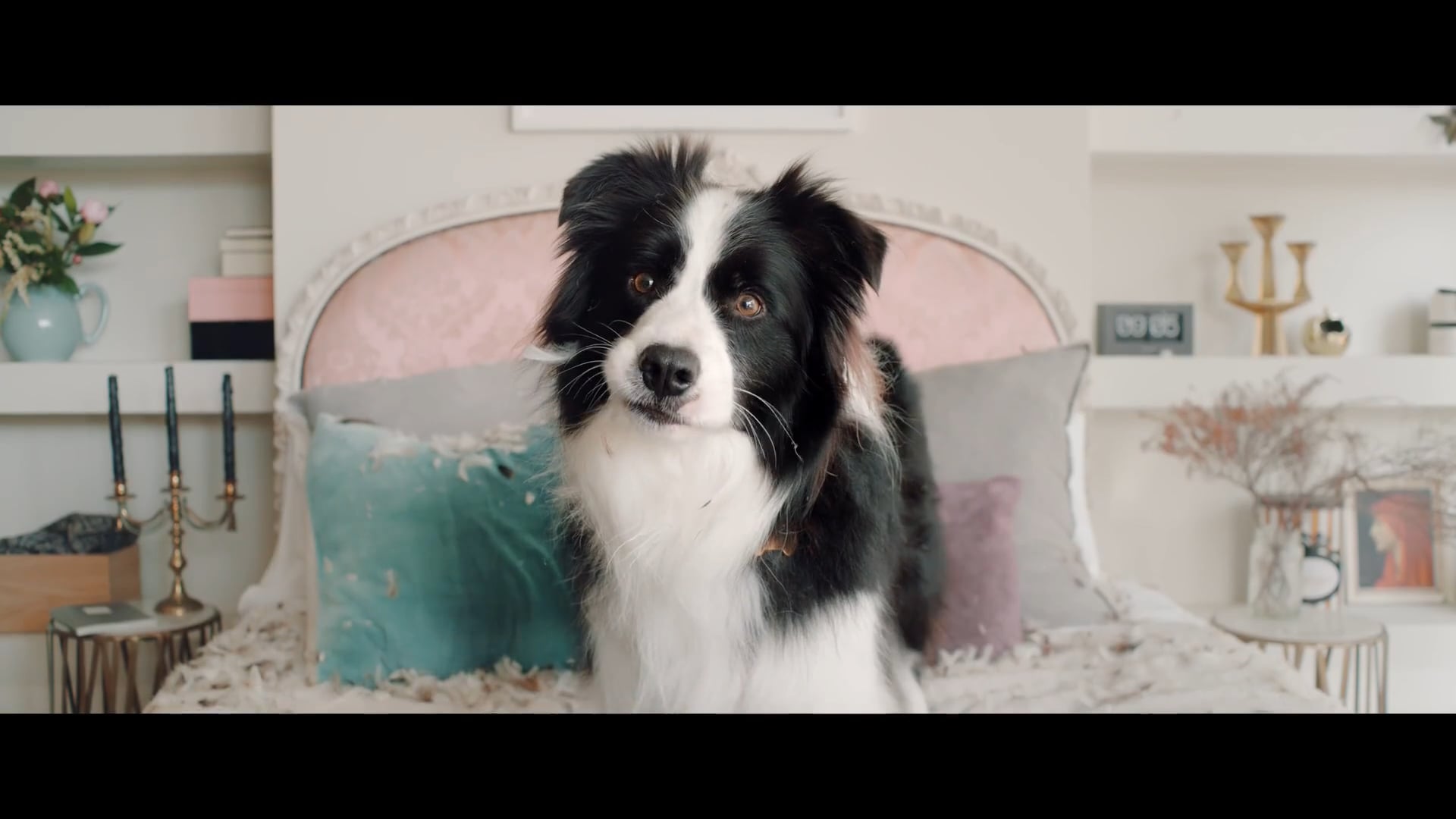 Pedigree Feathers TVC