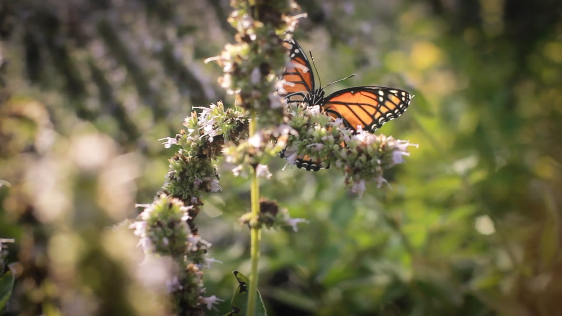 Master Landscape, Inc. 2018