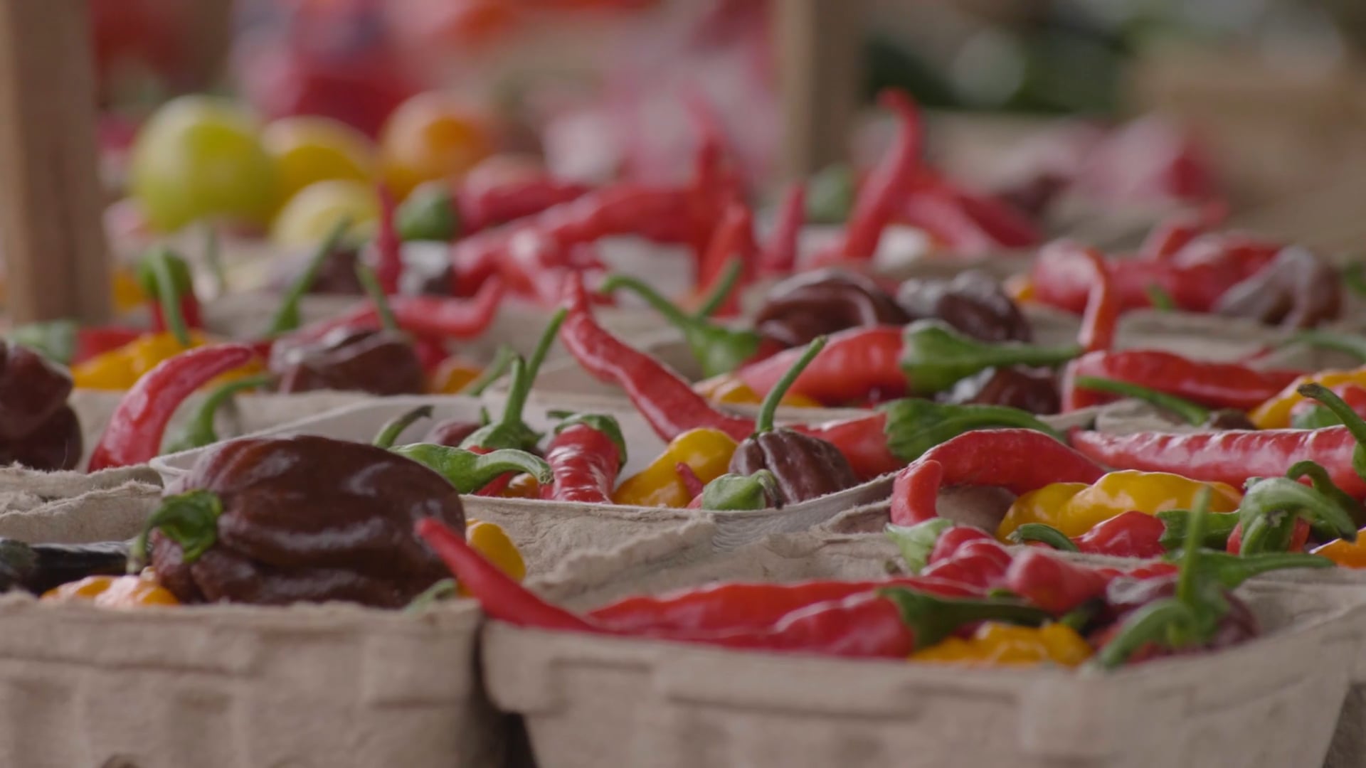 Local Lens | Tacos El Precioso | Ingredients Matter