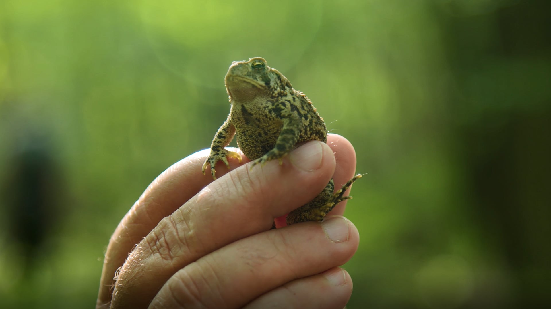 Dr. Bob Talks Frogs, Amphibians, and Outreach