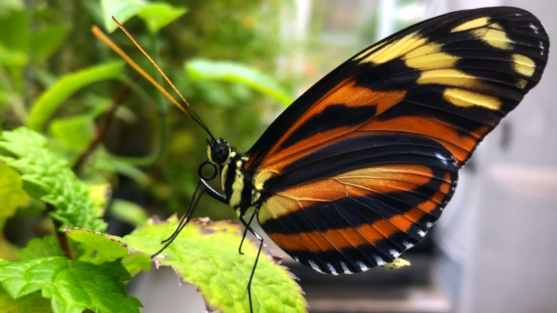 Butterfly House Malahide Castle & Gardens on Vimeo