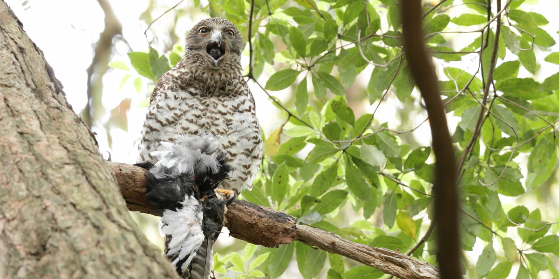 Powerful Owl Pellet Regurgitation4K on Vimeo