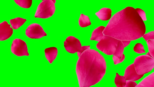 Với Rose flower Kinemaster, bạn có thể làm cho những tình cảm của mình trở nên rực rỡ hơn bao giờ hết. Tạo cho video của bạn sự lãng mạn và tinh tế hơn nữa.